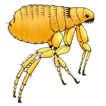 Bubonic plague case confirmed in Oregon