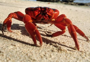 Neurotoxin in Crab warnings