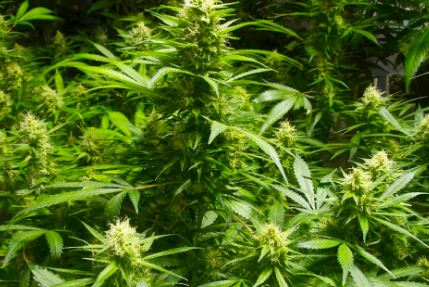 News out of Jackson County, Oregon: Illegal Marijuana Enforcement Team