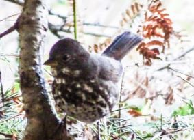 Birds of Del Norte County