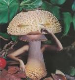 MUSHROOM CONSUMPTION