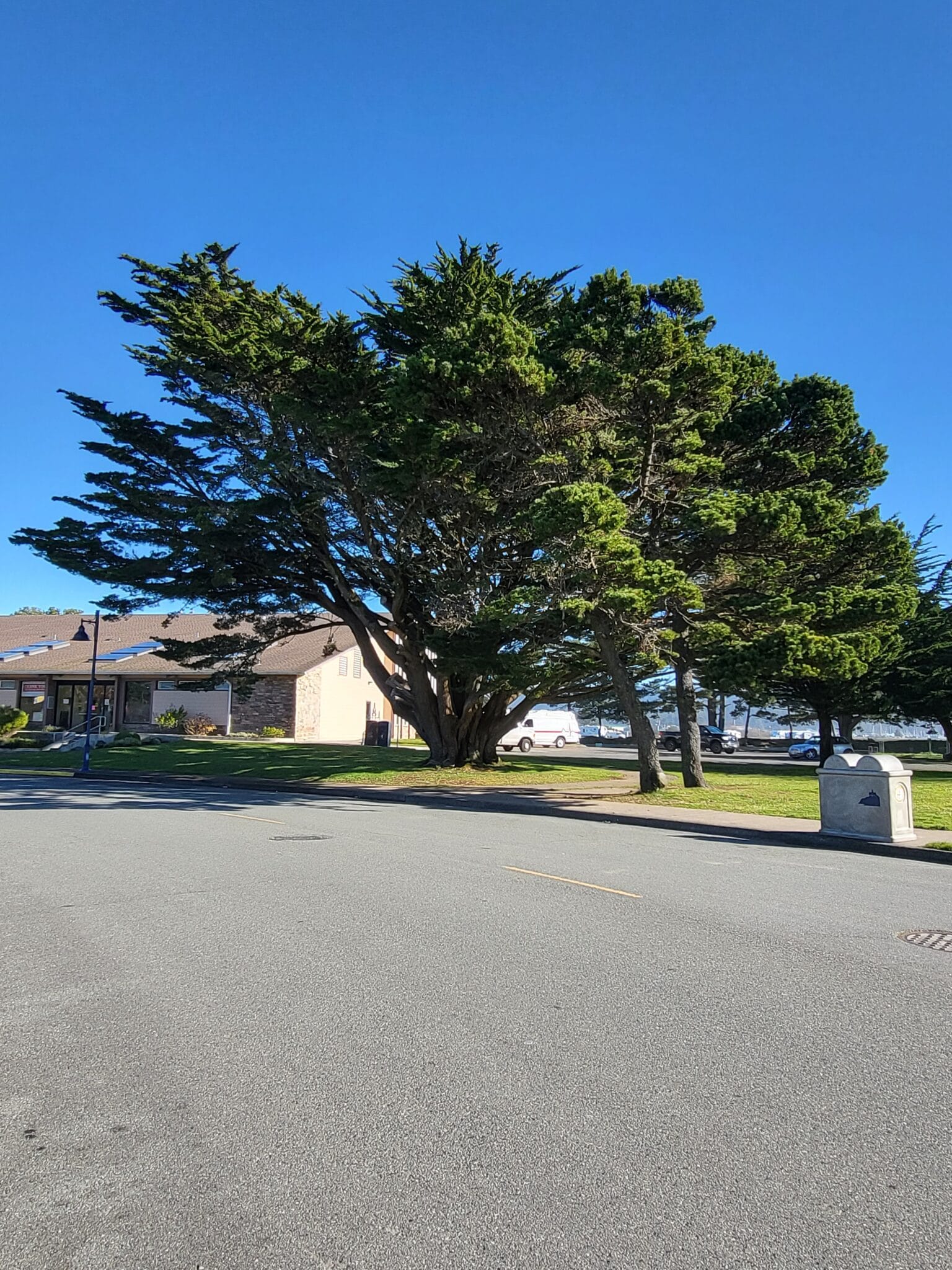 Help save this beautiful cypress tree in front of the pool