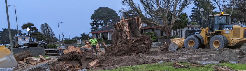 Trees Removed From Library Parking Lot