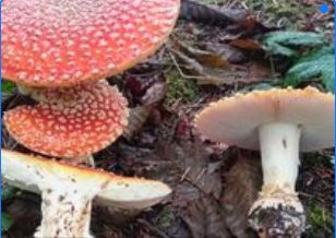 Mushroom Club Meeting