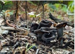 DEL NORTE MUSHROOM CLUB –  FORAY AND MEETING
