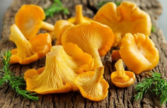 DEL NORTE MUSHROOM CLUB MEETING