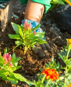 Habitat for Humanity Garden Tour 2025